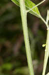 West Indian nightshade